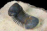 Paralejurus Trilobite - Morocco #171488-5